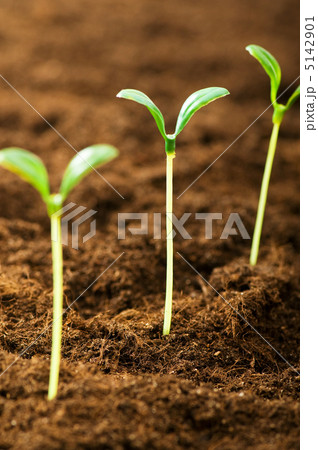 Green seedling illustrating concept of new life Green seedling illustrating concept of new life 5142901