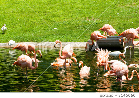 Pink lamingoes on the bright summer day 5145060