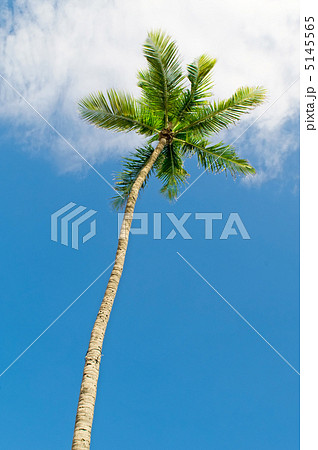 Palms trees on the beach during bright day 5145565