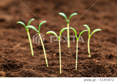 Green seedling illustrating concept of new life Green seedling illustrating concept of new life 5145972