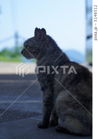 猫 5146512