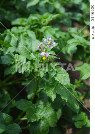ジャガイモの花 5146600