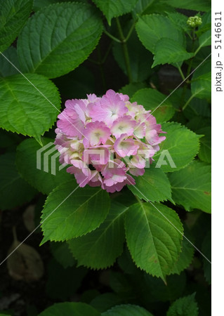 ピンクの紫陽花 5146611