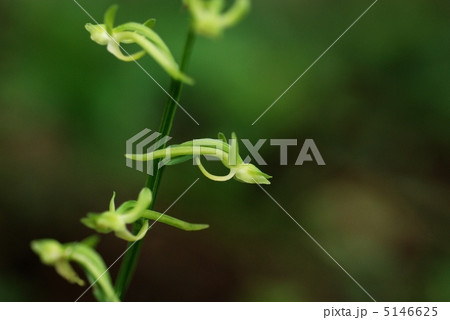 オオバノトンボソウ 5146625