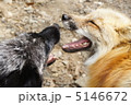 キツネの縄張り争い 5146672