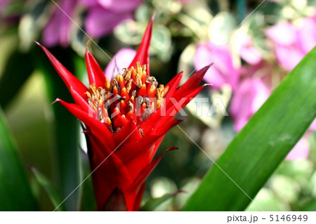 グズマニア 5146949