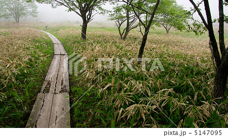木の道_ 榛名 ゆうすげの道 木の道_ 榛名 ゆうすげの道 5147095