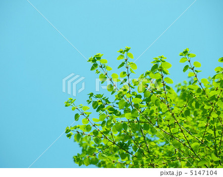 新緑 5147104
