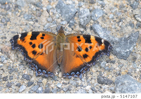 ヒオドシチョウ 5147107