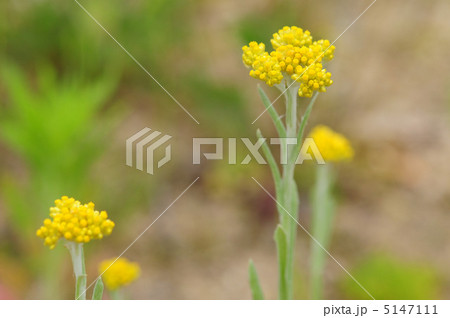 ハハコグサ ハハコグサ 5147111