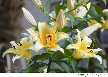 ジョーゼット ジョーゼット 5147487