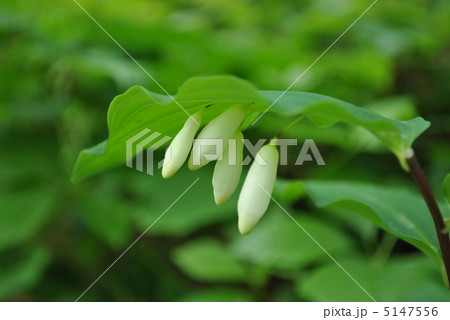 ナルコユリ・蕾 5147556