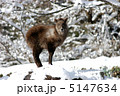 ニホンカモシカ 5147634