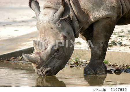 クロサイ クロサイ 5147636