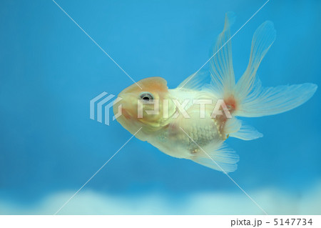 金魚 金魚 5147734