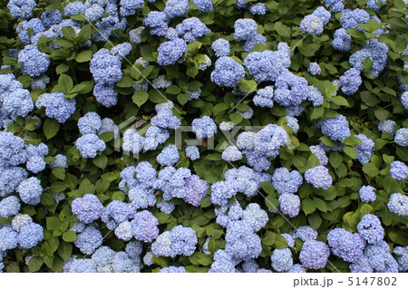 紫陽花 5147802