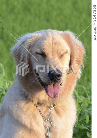 笑う犬 5147868