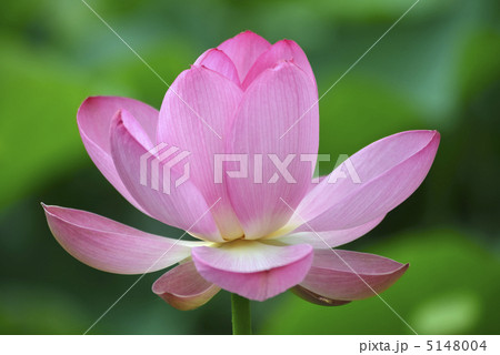 蓮 5148004