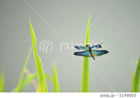 チョウトンボ 5148005