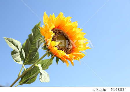 ひまわり３ 5148034