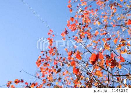 ナンキンハゼの紅葉と青空 5148057