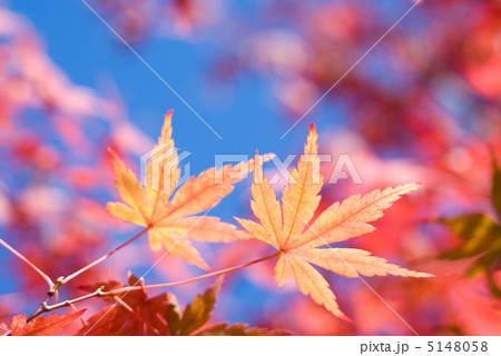 イロハカエデの紅葉 5148058