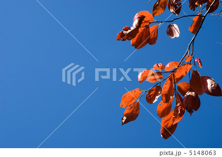 カキノキの紅葉と青空 5148063