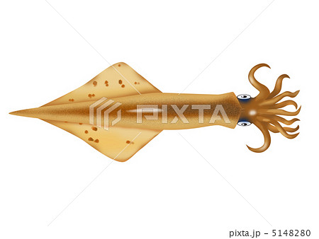 ヤリイカ ヤリイカ 5148280