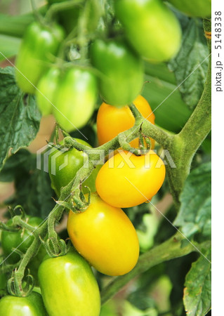 イエロートマト 5148338