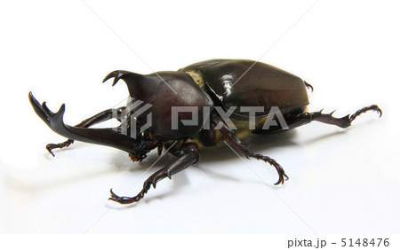 ガブトムシの成虫オス ガブトムシの成虫オス 5148476