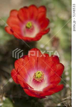 サボテンの花 ローマ蝦 サボテンの花 ローマ蝦 5148533