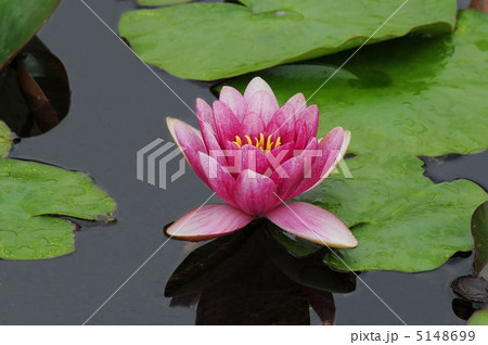 睡蓮 睡蓮 5148699
