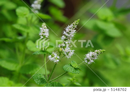 アップルミント 5148702