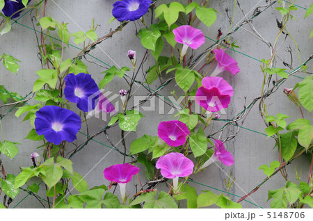 朝顔 5148706