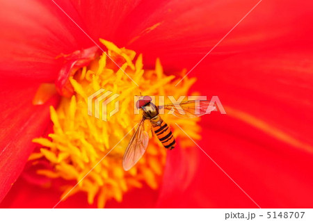 ホソヒラタアブ 5148707