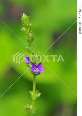 キキョウソウ 5148711