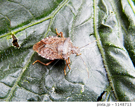 クサギカメムシの成虫（臭木亀虫） 5148713