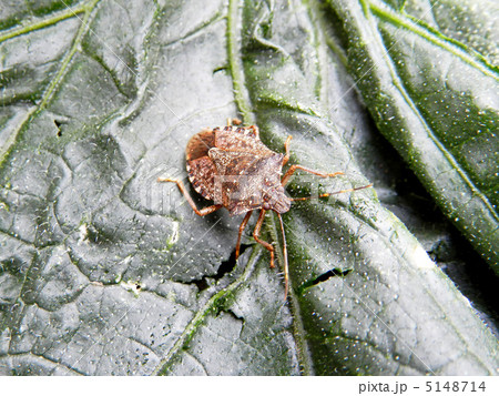 クサギカメムシの成虫（臭木亀虫） 5148714