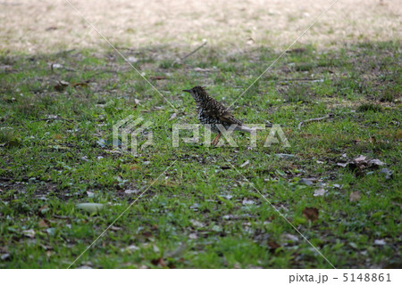 トラツグミ 5148861