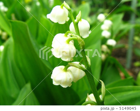 うつむいて咲く、谷間の姫百合 5149045