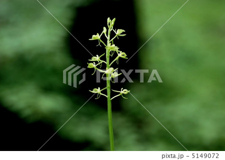 クモキリソウ クモキリソウ 5149072