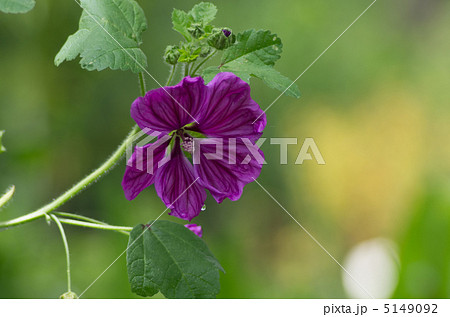 コモンマロウ 5149092