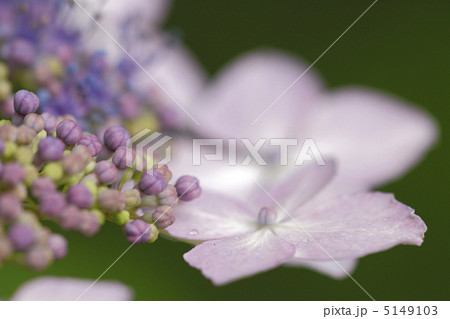 ガクアジサイ ガクアジサイ 5149103