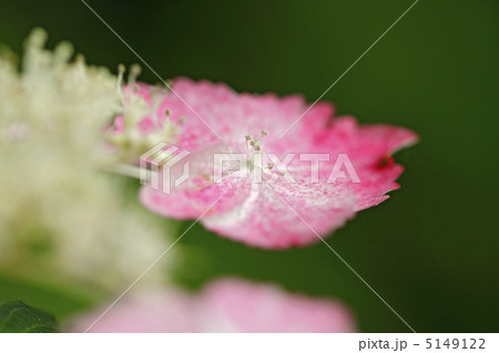 ガクアジサイ ガクアジサイ 5149122