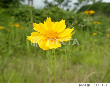 金鶏菊 キンケイギク 花言葉の写真素材