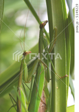カマキリの恋 カマキリの恋 5149229