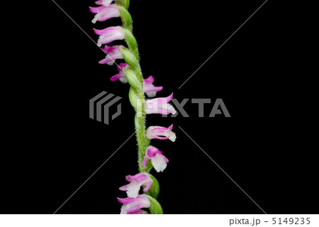 ネジバナ ネジバナ 5149235