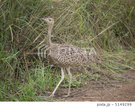 アフリカショウノガン 5149299