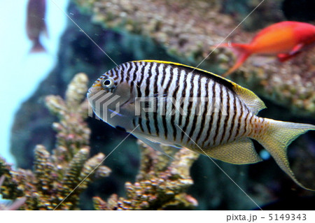 ゼブラエンゼルフィッシュ 5149343