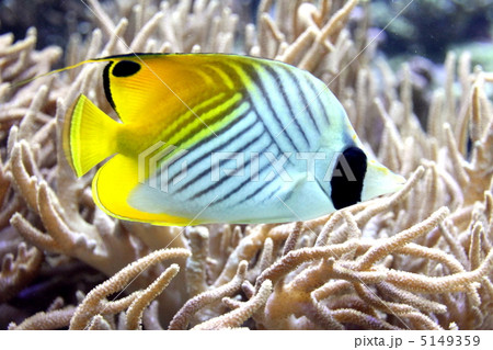 トゲチョウチョウウオ 5149359